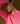 Pull col rond en cachemire - Orange Corail